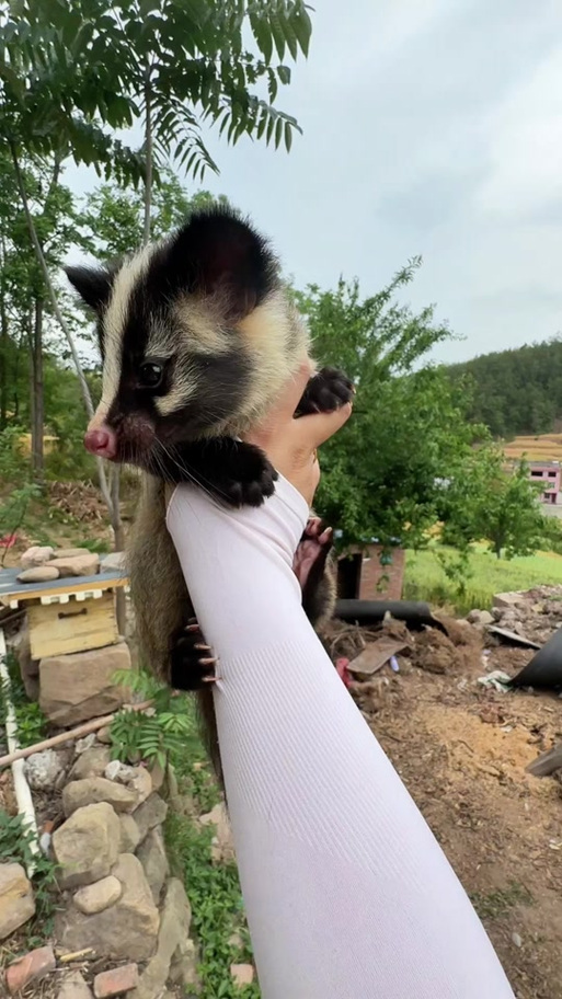 2025年果子狸种苗价格会涨还是跌？-图1