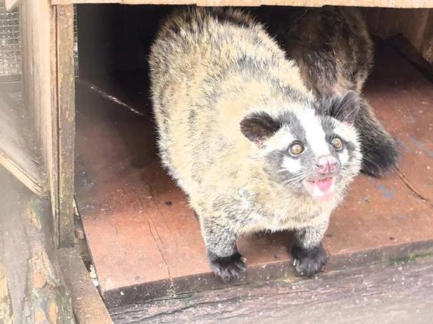 2025年果子狸种苗价格会涨还是跌？-图3