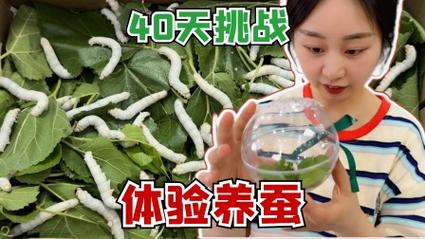 日本养蚕技术视频有哪些精华值得学？-图3