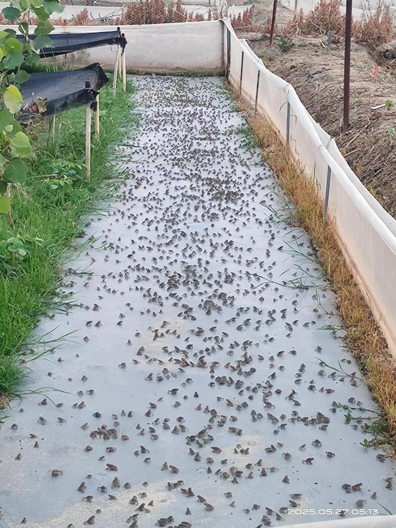 蟾蜍养殖技术关键点有哪些？-图1