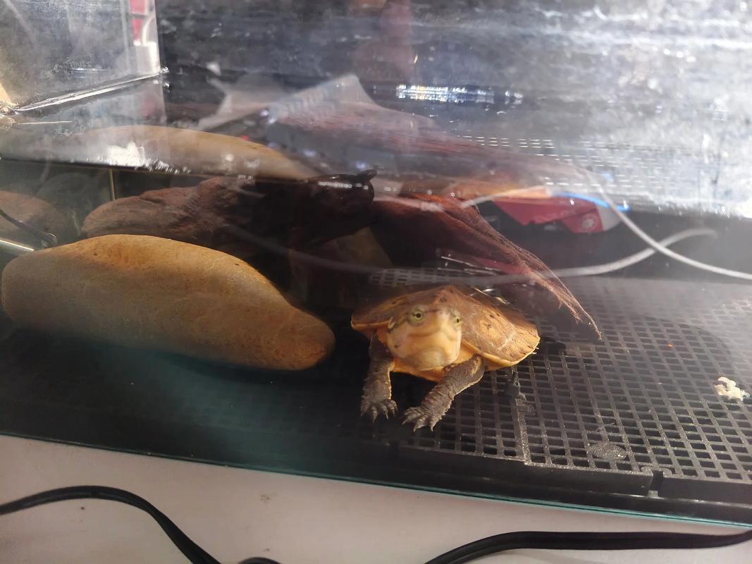 鹰嘴龟2025年价格会涨还是跌？-图2