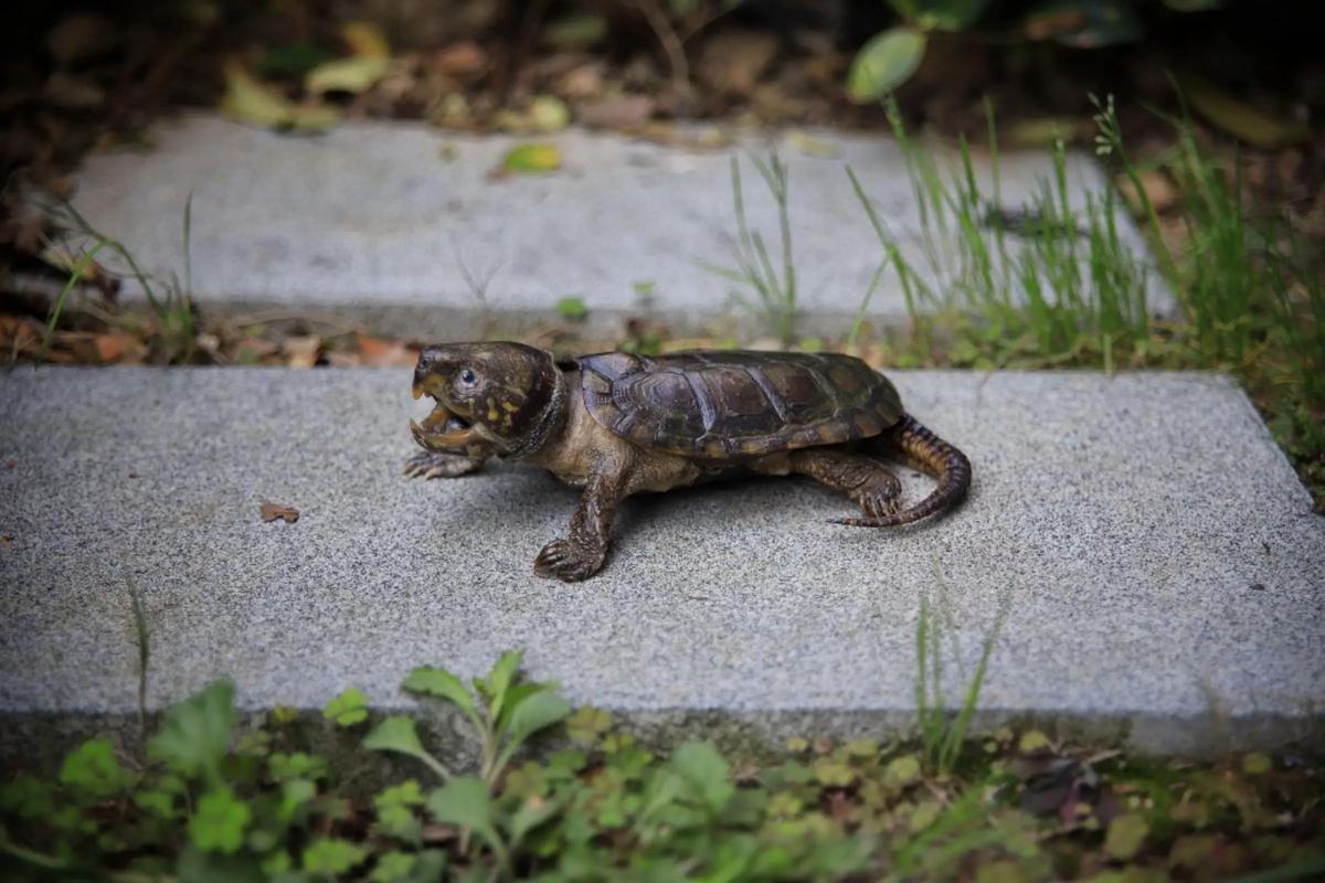 鹰嘴龟2025年价格会涨还是跌？-图1