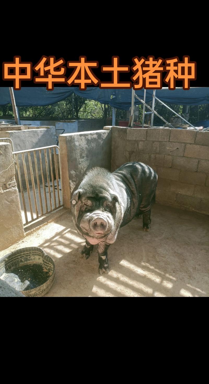 大黑猪是哪些品种杂交培育而成的?-图1 大黑猪是哪些品种杂交培育而成的?-图1