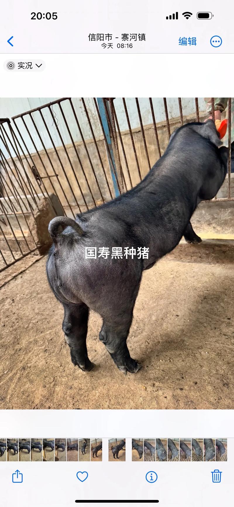 大黑猪是哪些品种杂交培育而成的?-图3 大黑猪是哪些品种杂交培育而成的?-图3