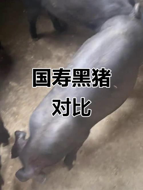 大黑猪是哪些品种杂交培育而成的？-图2