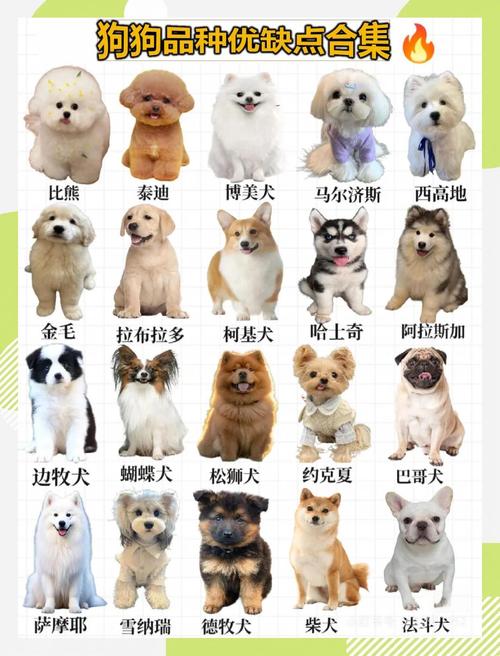 什么品种的狗适合做肉狗？-图2