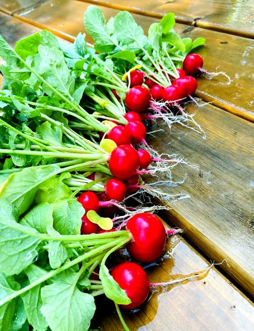 樱桃萝卜怎么种又大又好?-图1 樱桃萝卜怎么种又大又好?-图1