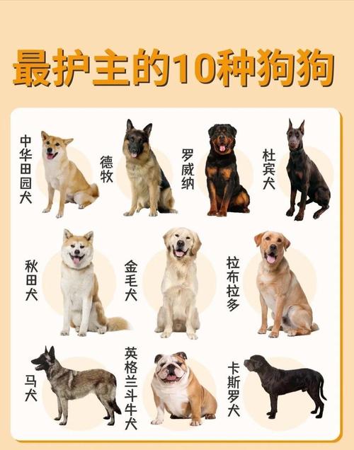 养肉狗选什么品种好?-图1 养肉狗选什么品种好?-图1