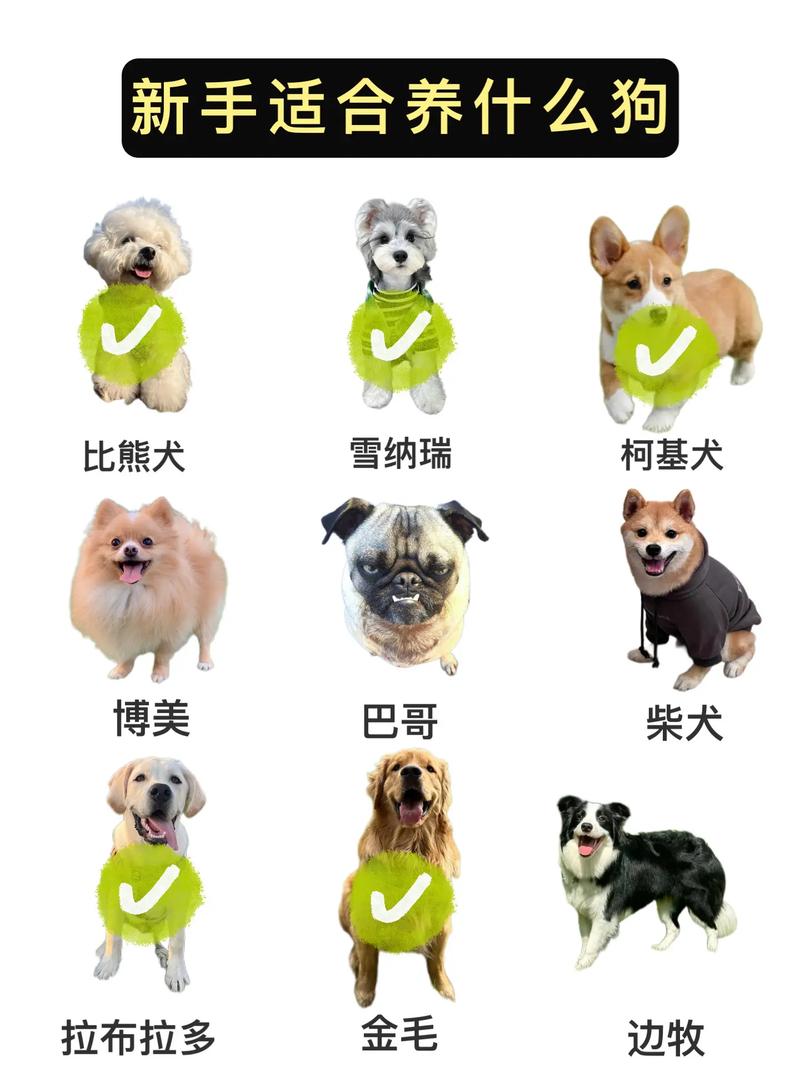 养肉狗选什么品种好?-图2 养肉狗选什么品种好?-图2