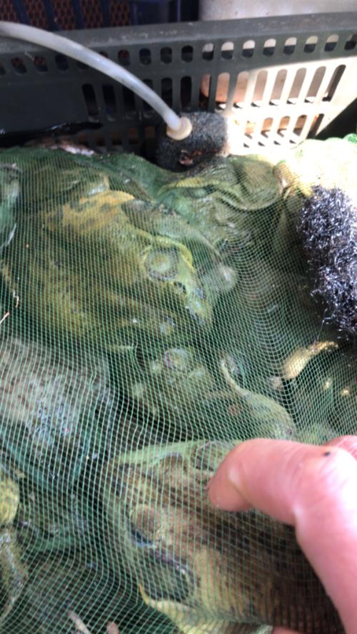 江苏南环市场牛蛙最新价格多少？-图1