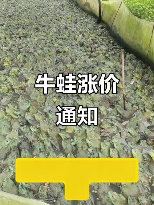 江苏南环市场牛蛙最新价格多少？-图2