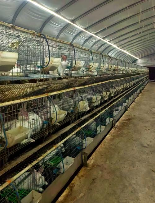 肉兔养殖选什么品种好？-图1
