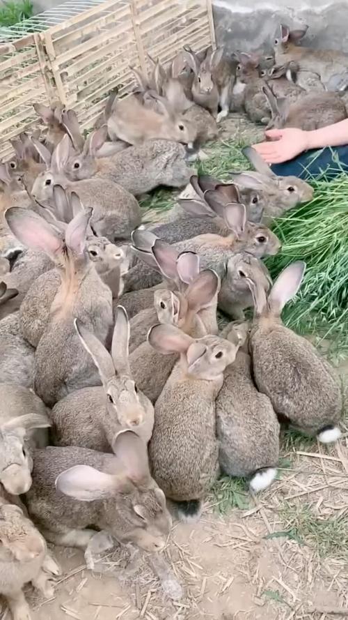 肉兔养殖选什么品种好？-图2