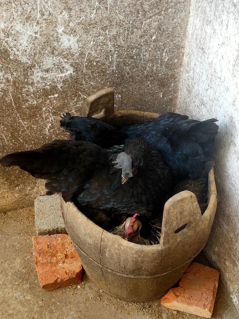 绿壳乌鸡下蛋多吗？-图1