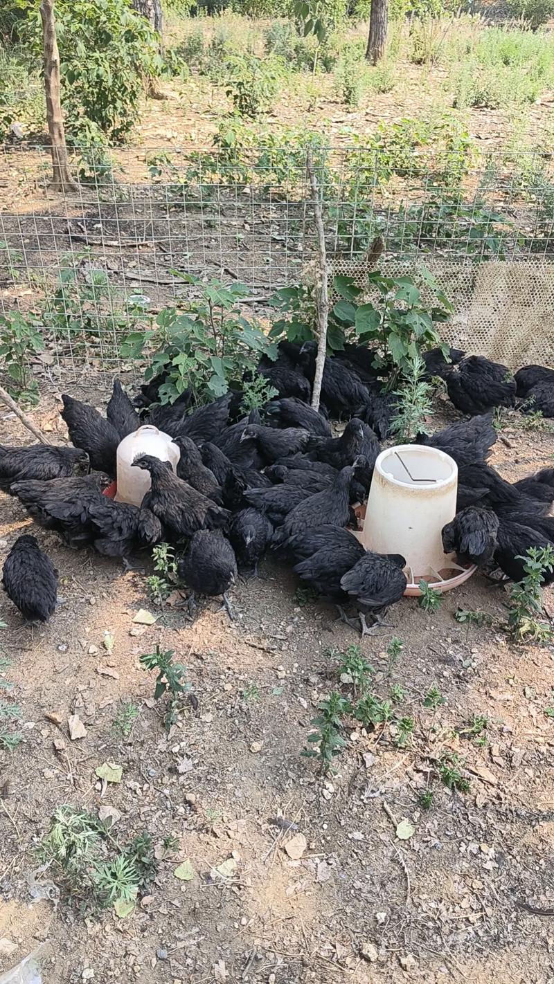 绿壳乌鸡下蛋多吗？-图3