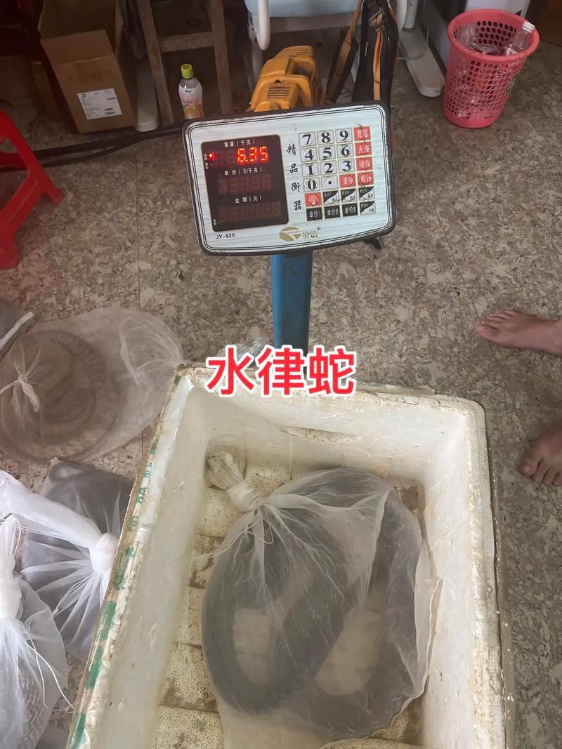 2025年水律蛇价格会涨还是跌？-图1