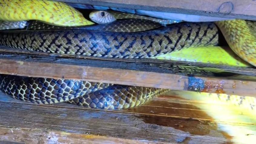 2025年水律蛇价格会涨还是跌？-图2