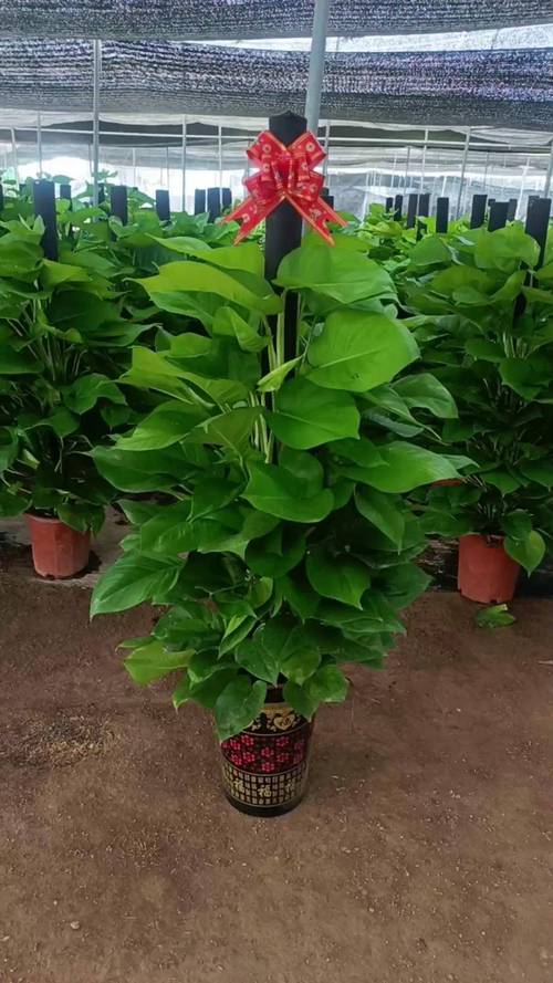 大叶绿萝有花叶品种吗?-图2 大叶绿萝有花叶品种吗?-图2