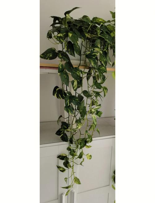 大叶绿萝有花叶品种吗?-图3 大叶绿萝有花叶品种吗?-图3