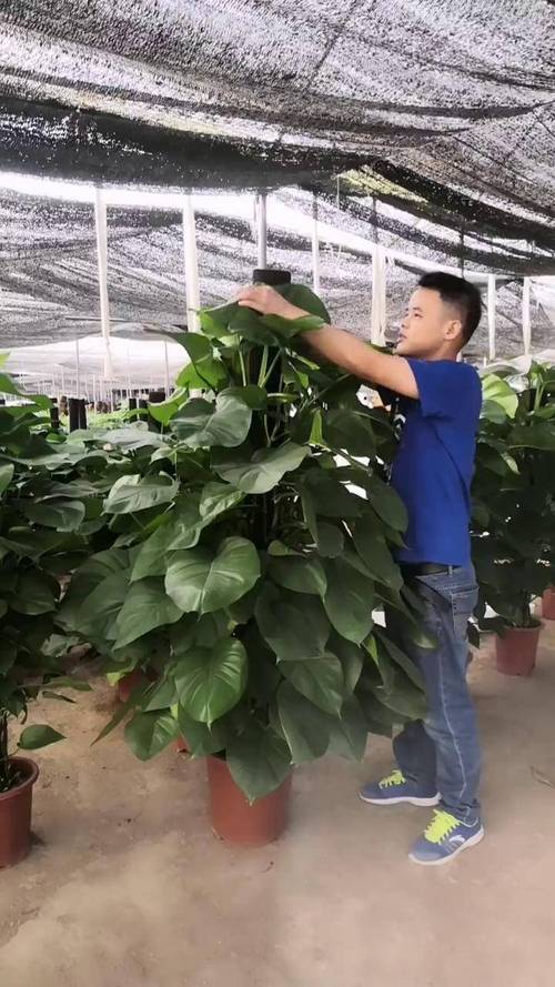 大叶绿萝有花叶品种吗?-图1 大叶绿萝有花叶品种吗?-图1