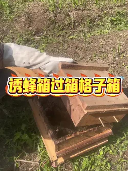 蜜蜂格子箱养殖技术视频要点有哪些?-图3 蜜蜂格子箱养殖技术视频要点有哪些?-图3