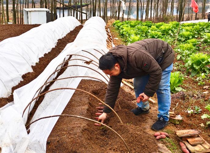 高产红薯种植技术视频有哪些关键要点？-图2