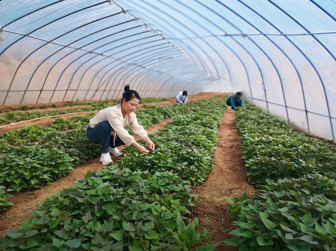 高产红薯种植技术视频有哪些关键要点？-图1