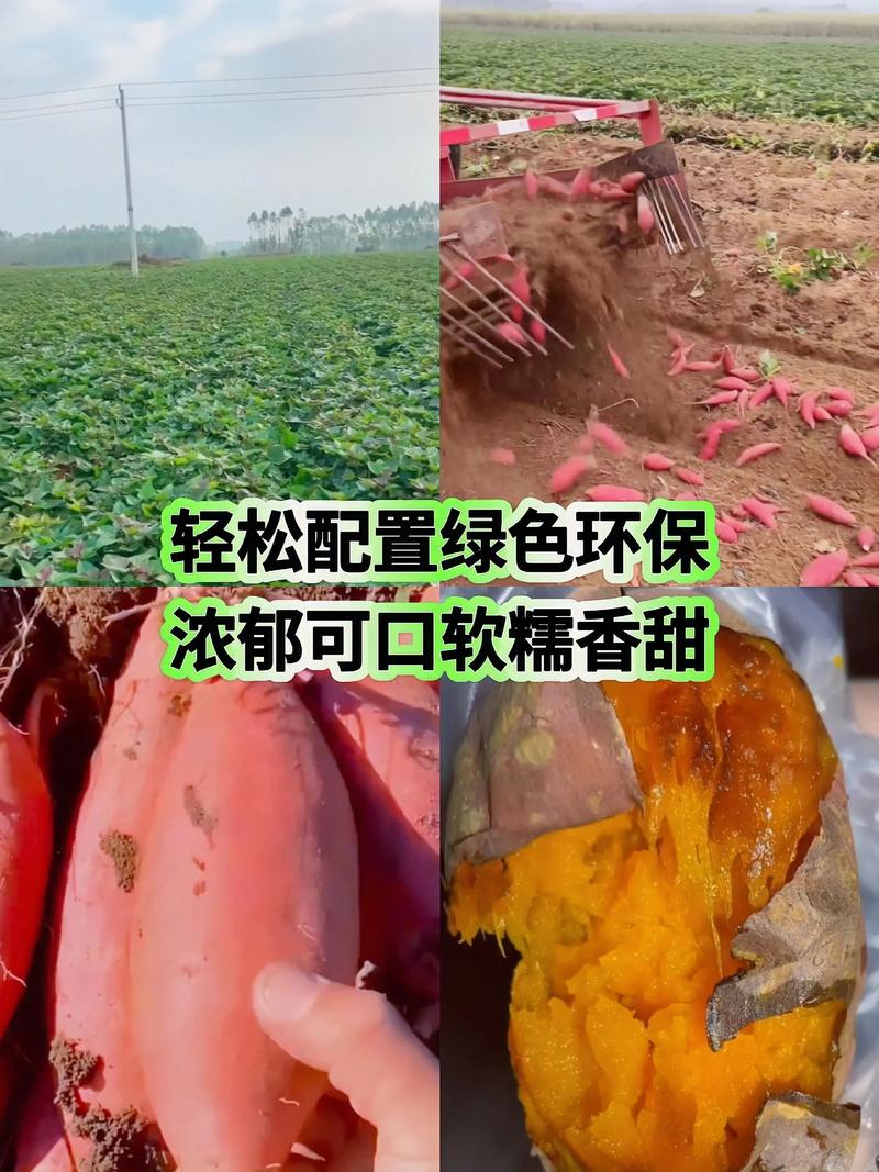 高产红薯种植技术视频有哪些关键要点？-图3