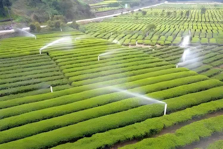 痕量灌溉技术如何实现节水与高效？-图3