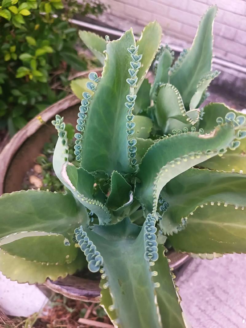 不死鸟为何是最好养的多肉？-图3