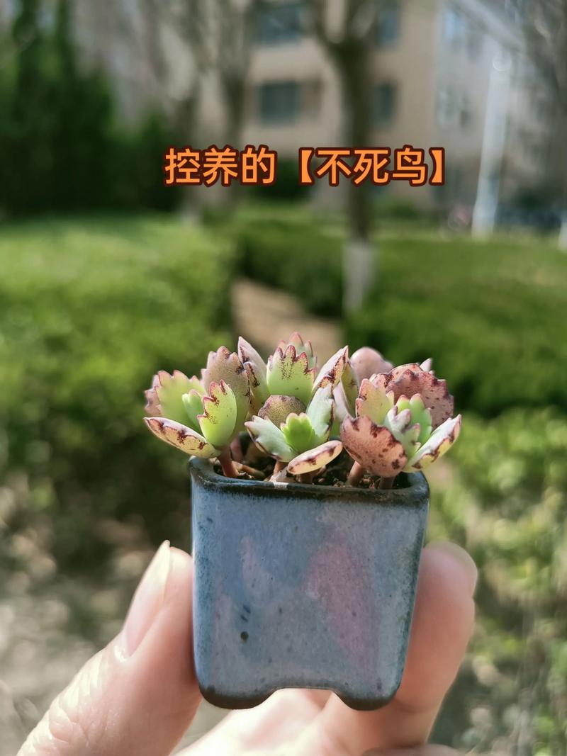 不死鸟为何是最好养的多肉？-图2