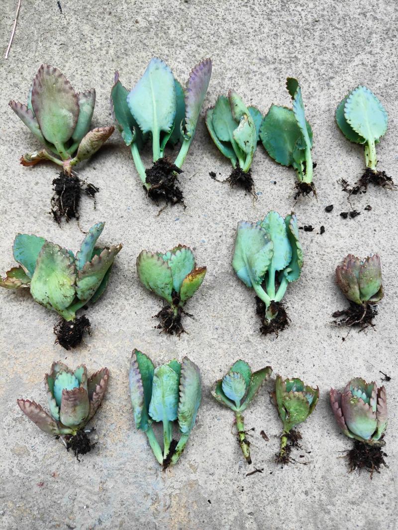 不死鸟为何是最好养的多肉？-图1