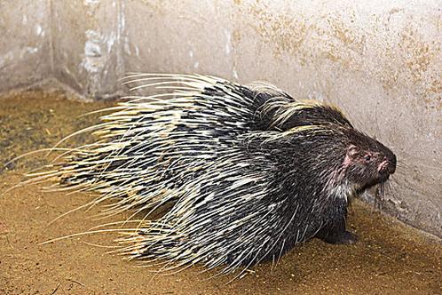 2025年豪猪价格会涨还是跌？市场行情如何？-图1