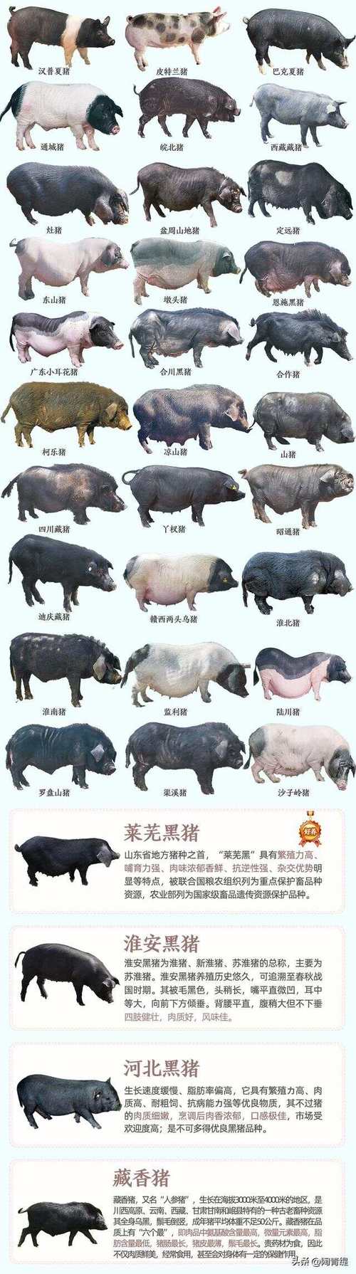 长养猪的品种有哪些？-图3