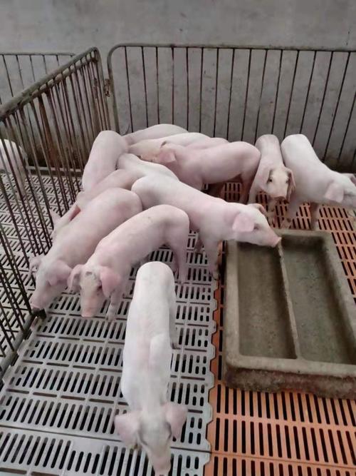 长养猪的品种有哪些？-图1