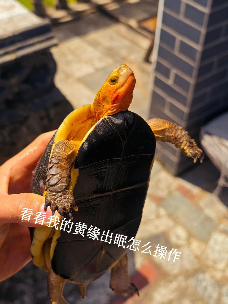 2025黄缘闭壳龟苗价格会涨还是跌？-图3