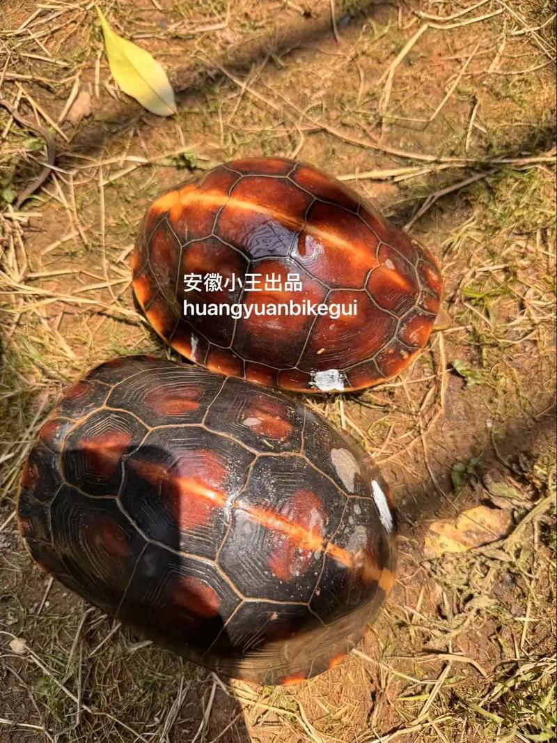 2025黄缘闭壳龟苗价格会涨还是跌？-图2