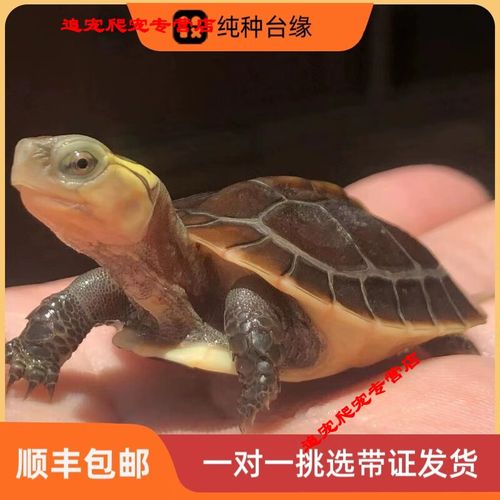 2025黄缘闭壳龟苗价格会涨还是跌？-图1