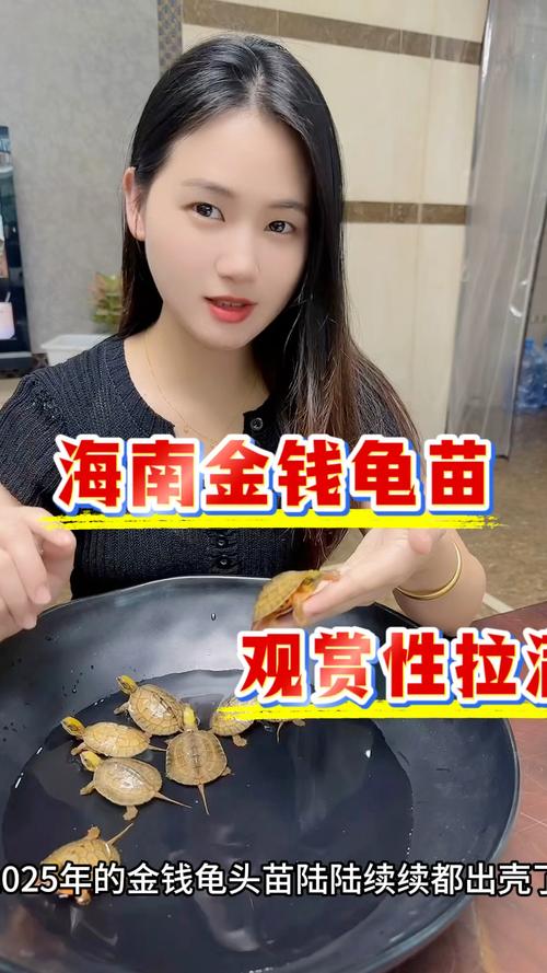 2025年海南金钱龟苗价格会涨还是跌?-图3 2025年海南金钱龟苗价格会涨还是跌?-图3