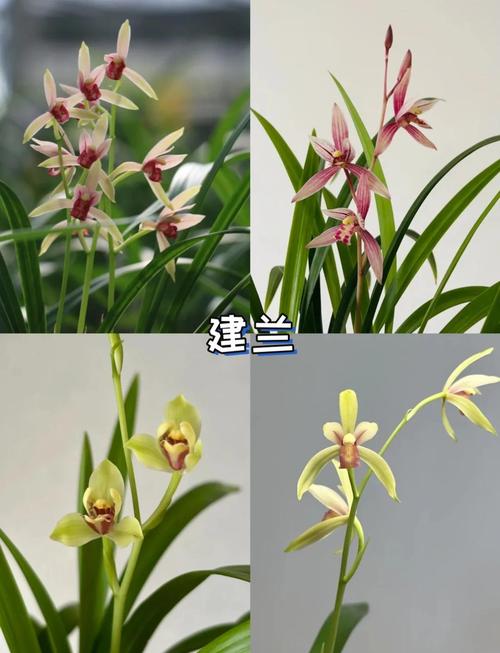 九月兰花开花是什么品种？-图1