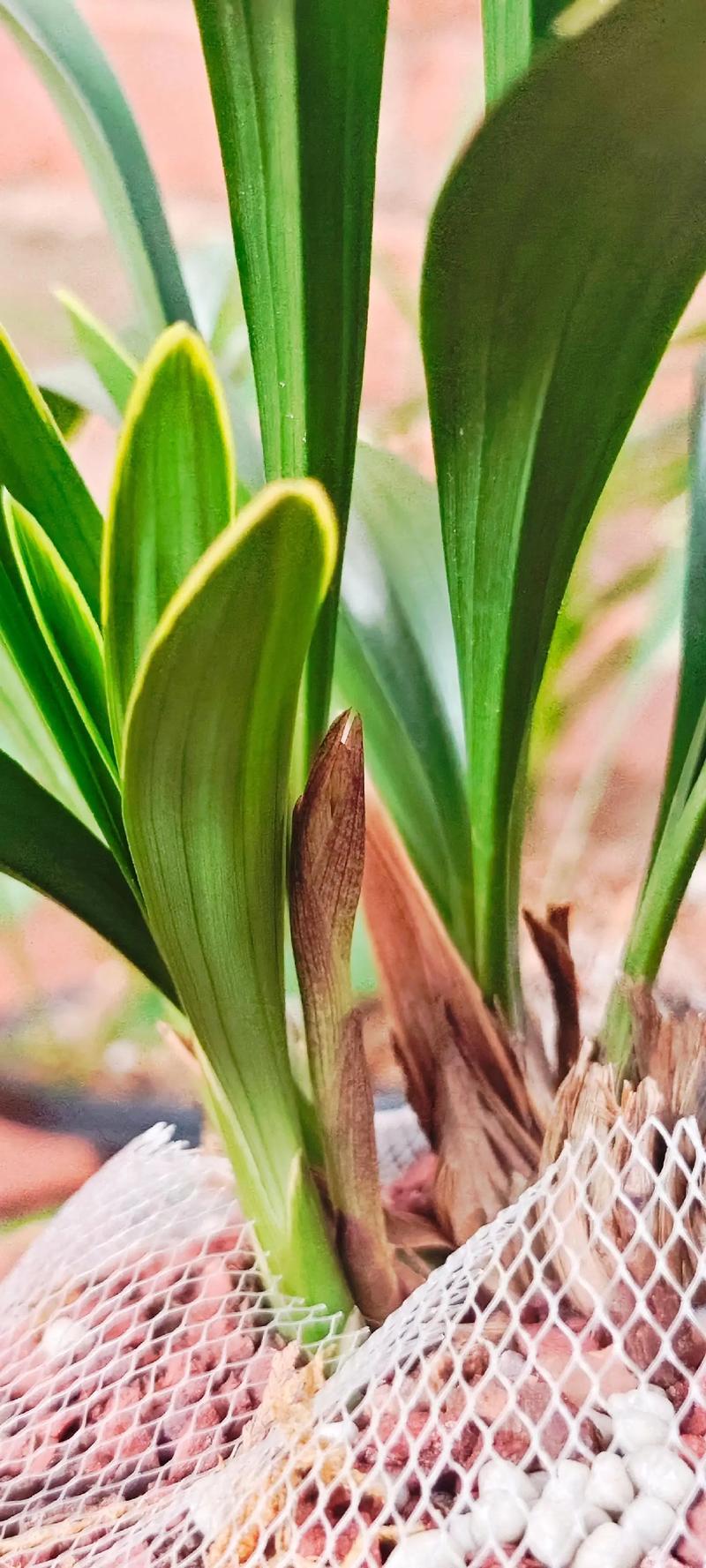 九月兰花开花是什么品种？-图2