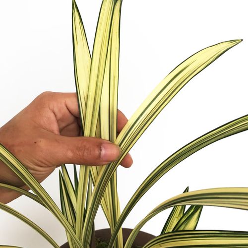 九月兰花开花是什么品种？-图3