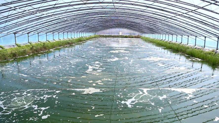 北方南美白对虾混养，如何高效管理？-图1