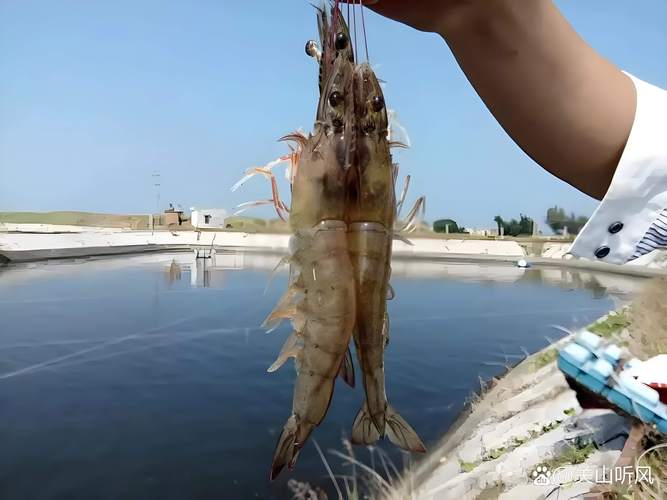 北方南美白对虾混养，如何高效管理？-图3