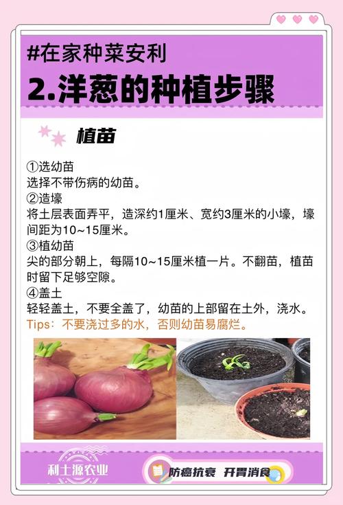 室内种洋葱，关键技术有哪些？-图1