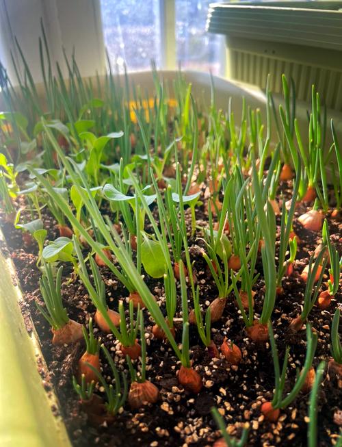 室内种洋葱，关键技术有哪些？-图3