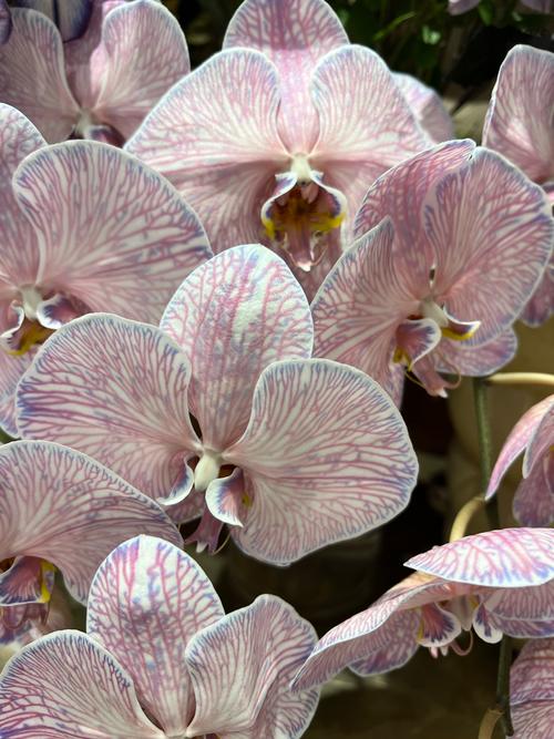 蝴蝶兰哪个品种开花最多？-图3