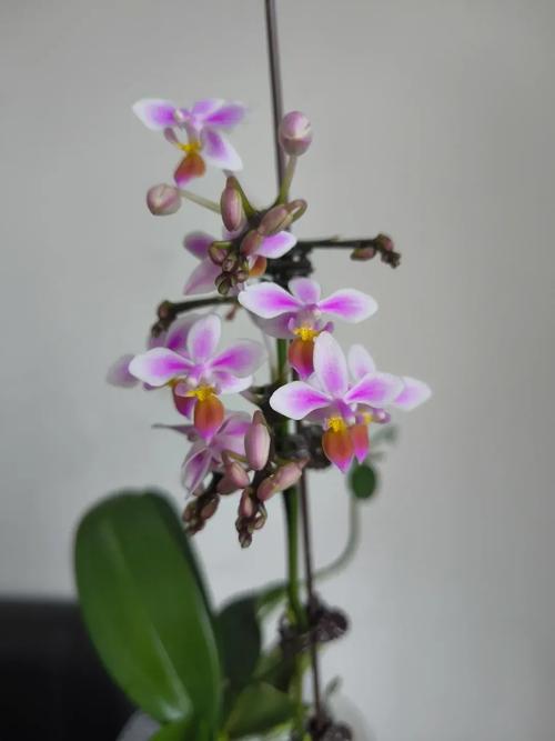 蝴蝶兰哪个品种开花最多?-图1 蝴蝶兰哪个品种开花最多?-图1