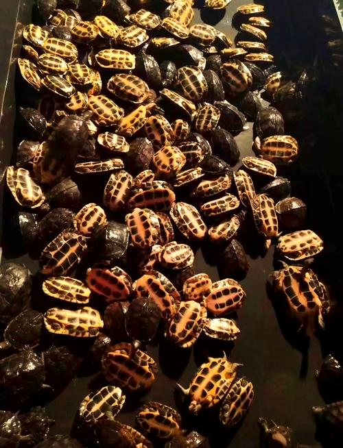 2025石龟价格会涨还是跌？最新行情如何？-图1