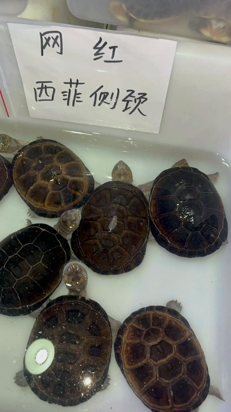 2025石龟价格会涨还是跌？最新行情如何？-图3